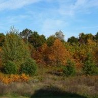 Patterns | A to Z Teacher Stuff Forums